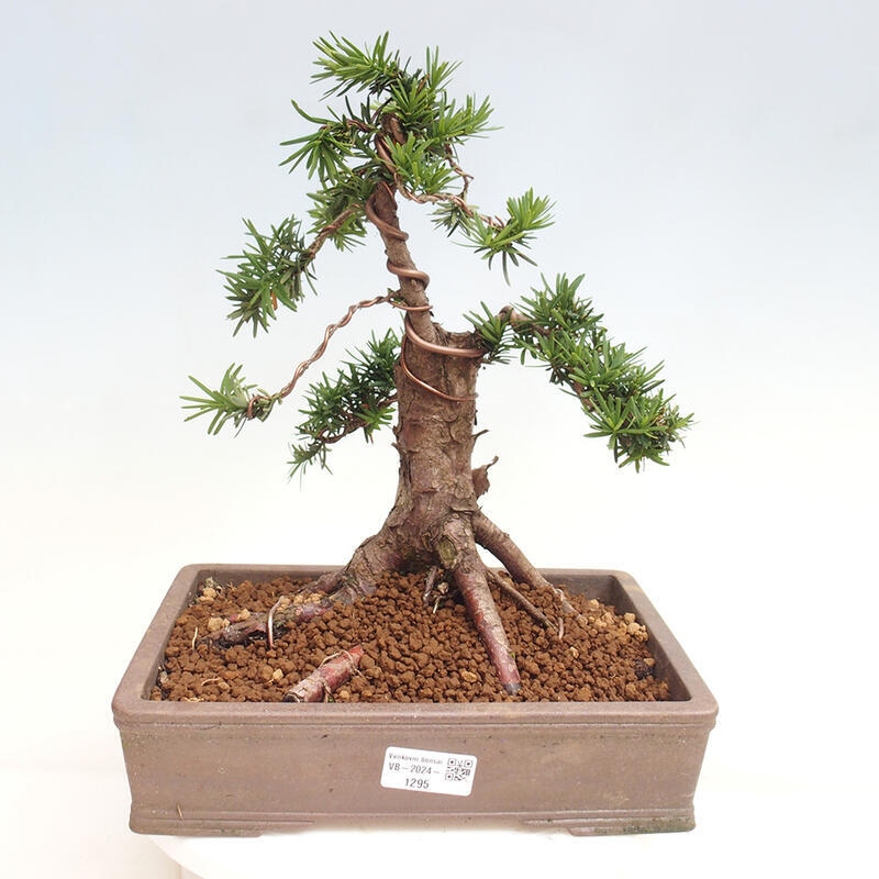 Bonsai na zewnątrz - Taxus cuspidata - cis japoński