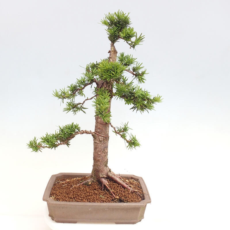 Bonsai na zewnątrz - Taxus cuspidata - cis japoński