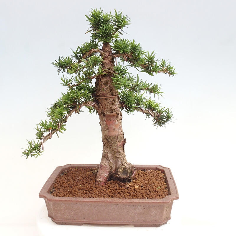 Bonsai na zewnątrz - Taxus cuspidata - cis japoński