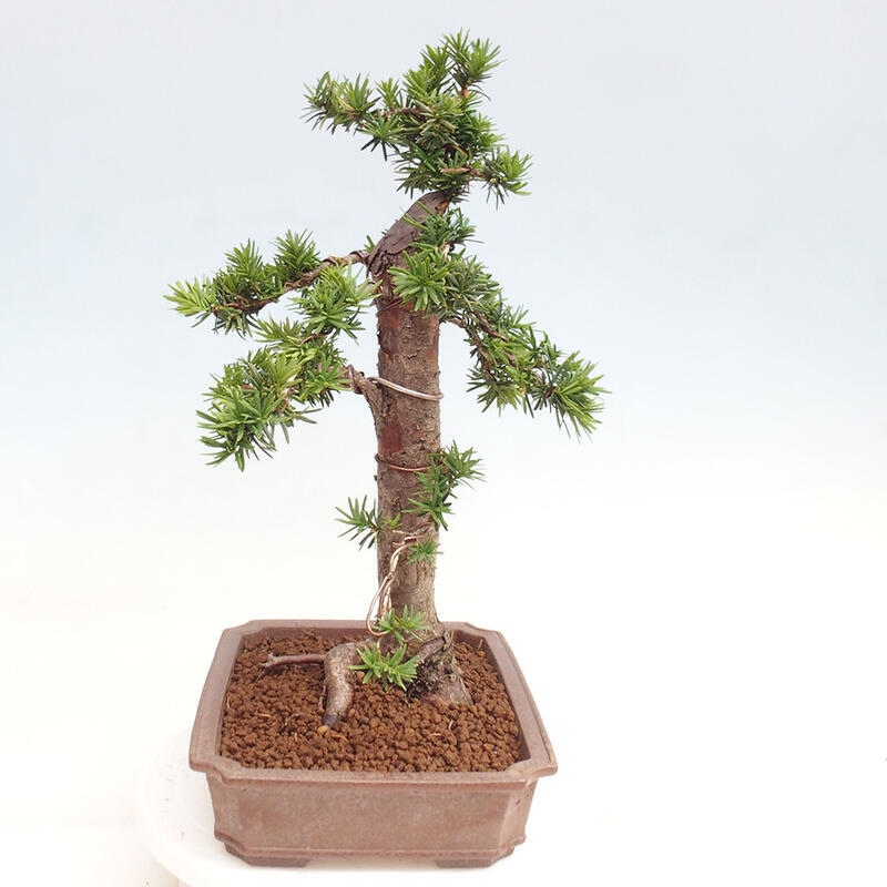 Bonsai na zewnątrz - Taxus cuspidata - cis japoński