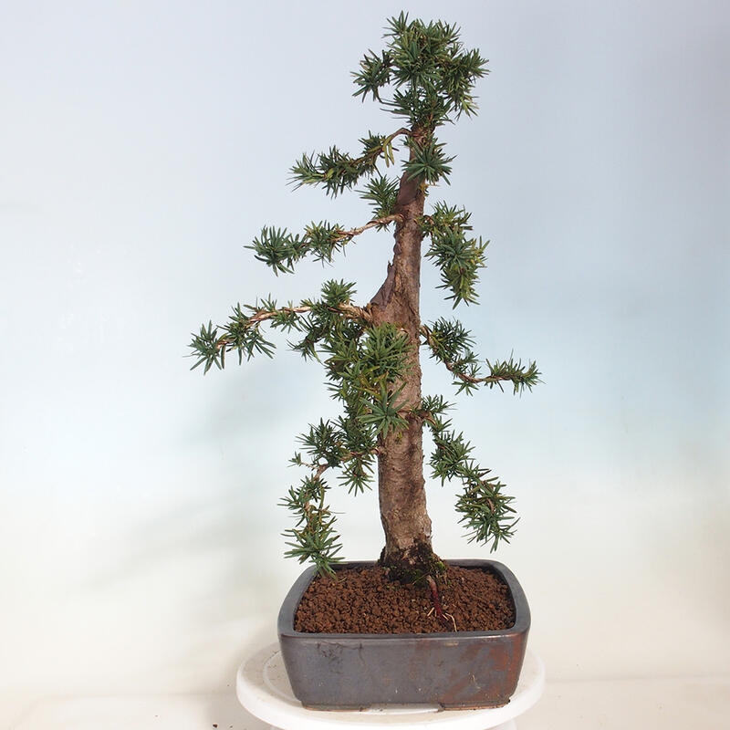 Bonsai na zewnątrz - Taxus cuspidata - cis japoński