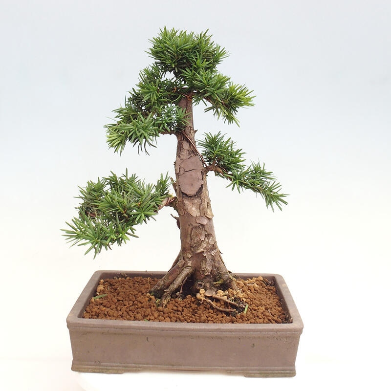 Bonsai na zewnątrz - Taxus cuspidata - cis japoński