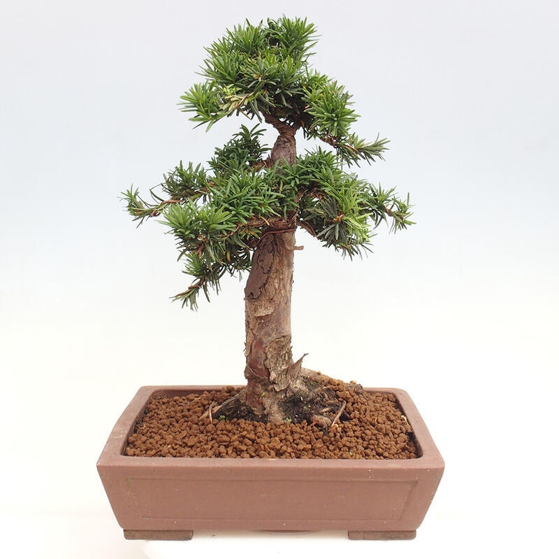 Bonsai na zewnątrz - Taxus cuspidata - cis japoński