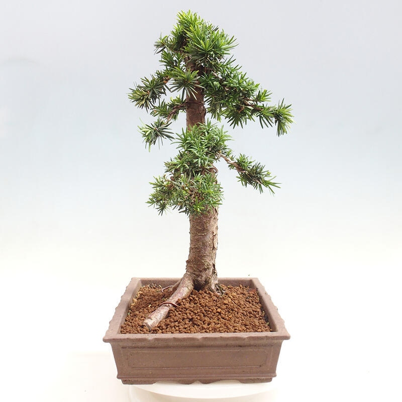 Bonsai na zewnątrz - Taxus cuspidata - cis japoński