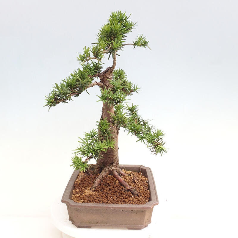 Bonsai na zewnątrz - Taxus cuspidata - cis japoński