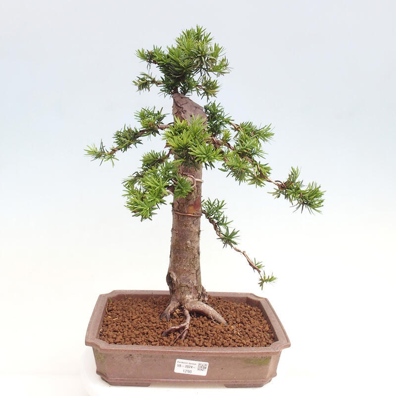 Bonsai na zewnątrz - Taxus cuspidata - cis japoński