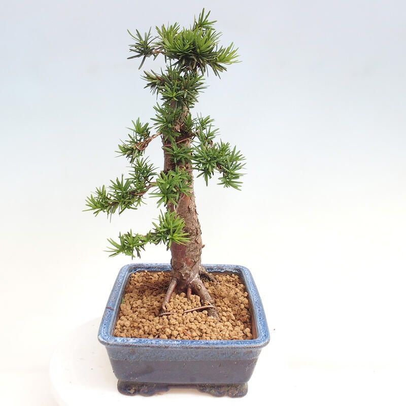 Bonsai na zewnątrz - Taxus cuspidata - cis japoński