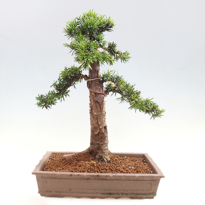 Bonsai na zewnątrz - Taxus cuspidata - cis japoński