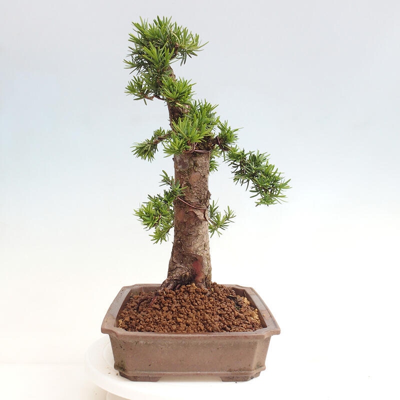 Bonsai na zewnątrz - Taxus cuspidata - cis japoński