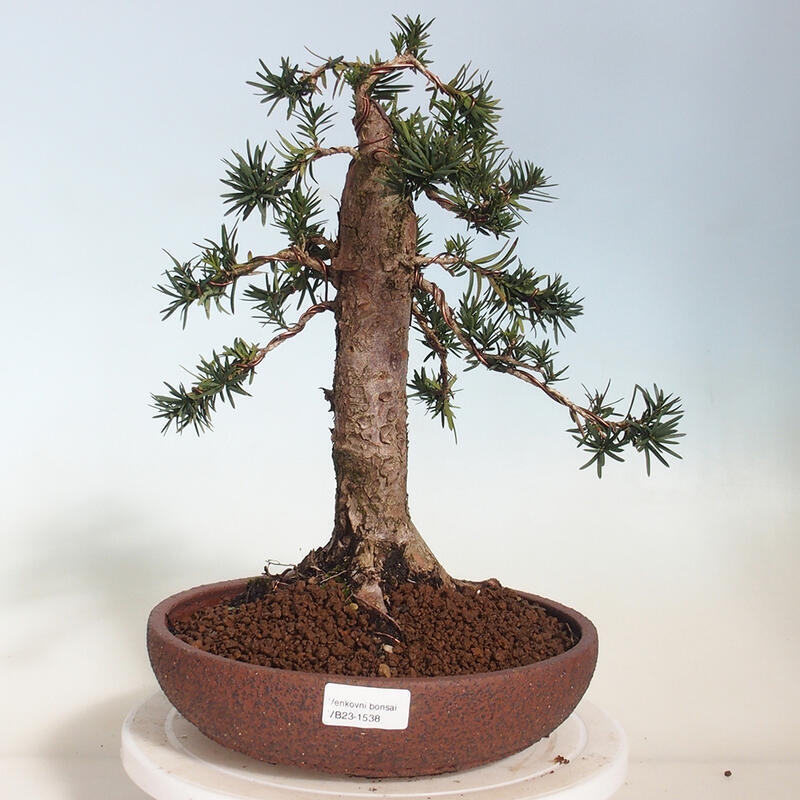 Bonsai na zewnątrz - Taxus cuspidata - cis japoński