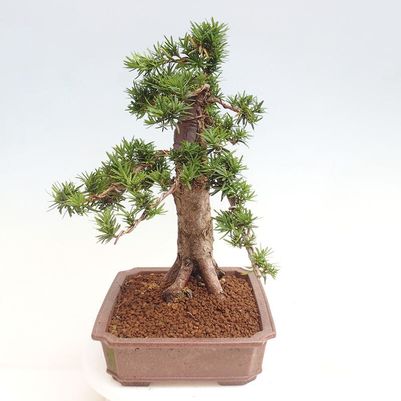 Bonsai na zewnątrz - Taxus cuspidata - cis japoński