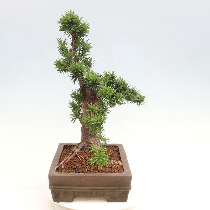 Bonsai na zewnątrz - Taxus cuspidata - cis japoński