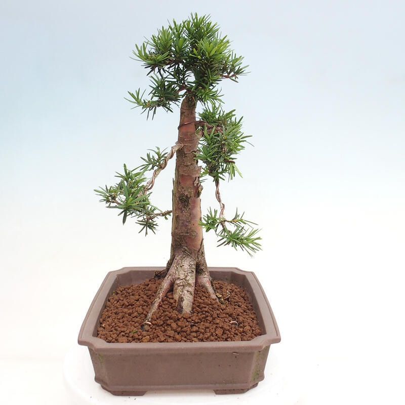 Bonsai na zewnątrz - Taxus cuspidata - cis japoński