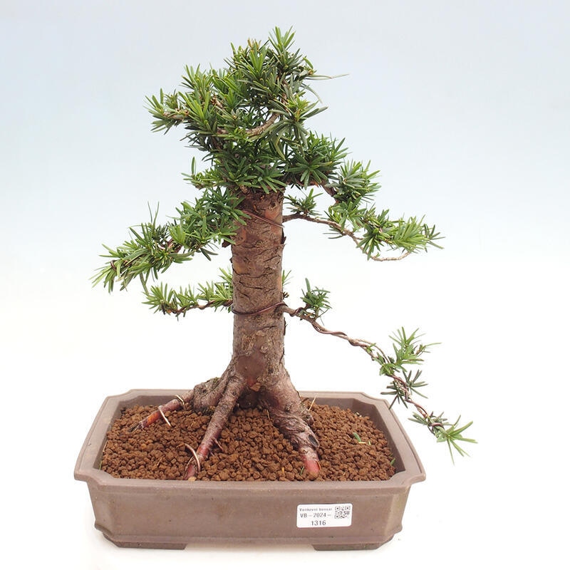 Bonsai na zewnątrz - Taxus cuspidata - cis japoński