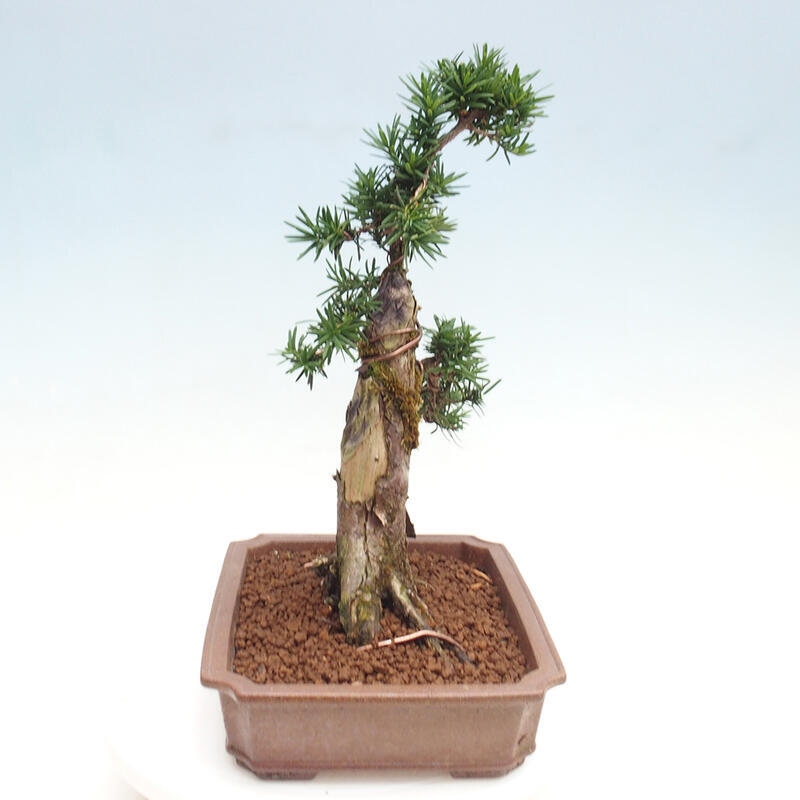 Bonsai na zewnątrz - Taxus cuspidata - cis japoński