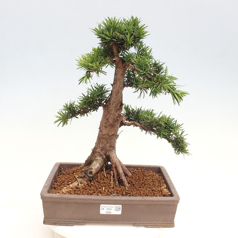 Bonsai na zewnątrz - Taxus cuspidata - cis japoński