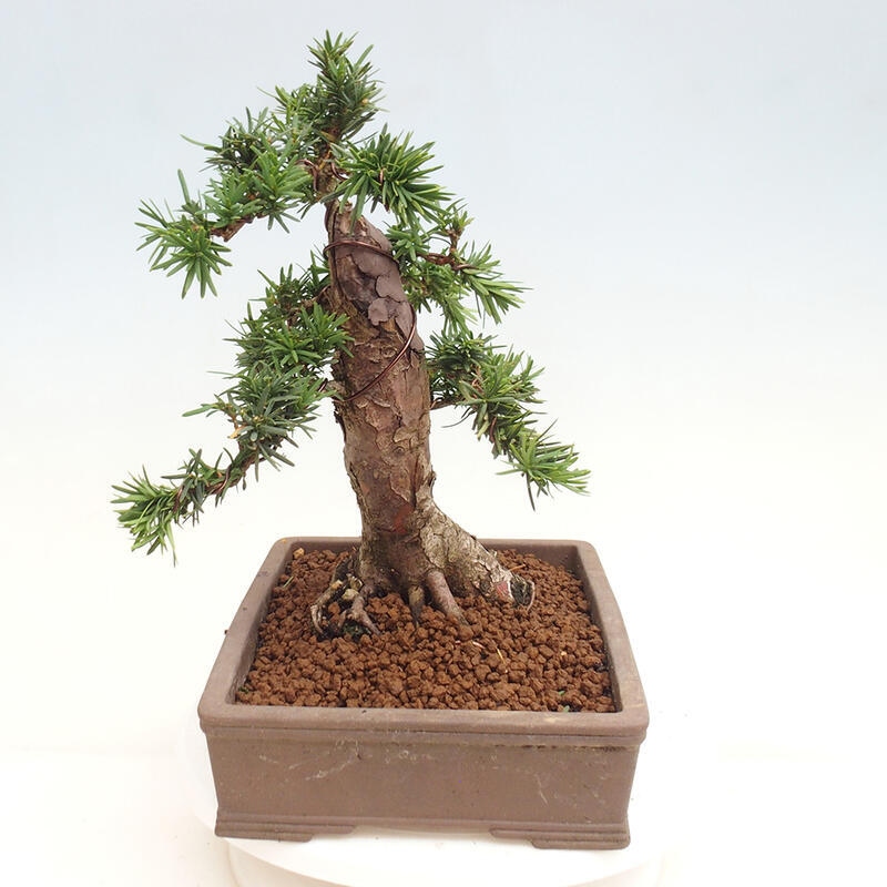 Bonsai na zewnątrz - Taxus cuspidata - cis japoński