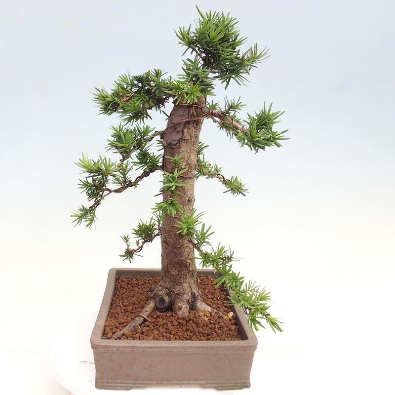 Bonsai na zewnątrz - Taxus cuspidata - cis japoński