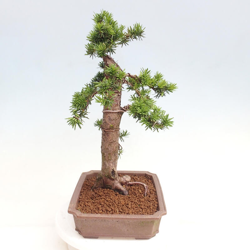 Bonsai na zewnątrz - Taxus cuspidata - cis japoński