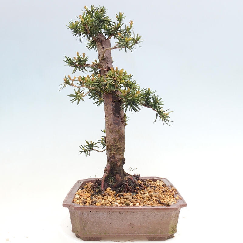 Bonsai na zewnątrz - Taxus cuspidata - cis japoński