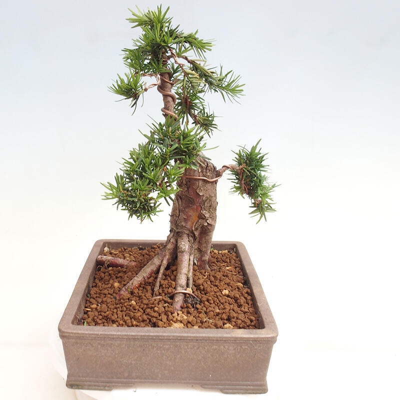 Bonsai na zewnątrz - Taxus cuspidata - cis japoński