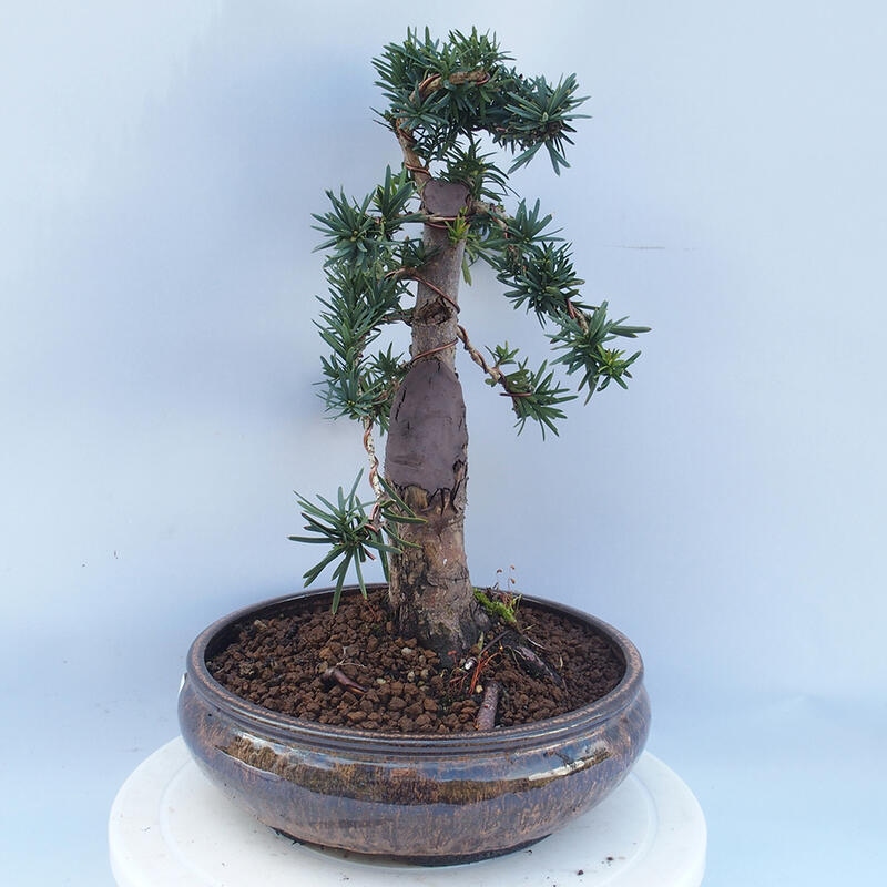 Bonsai na zewnątrz - Taxus cuspidata - cis japoński