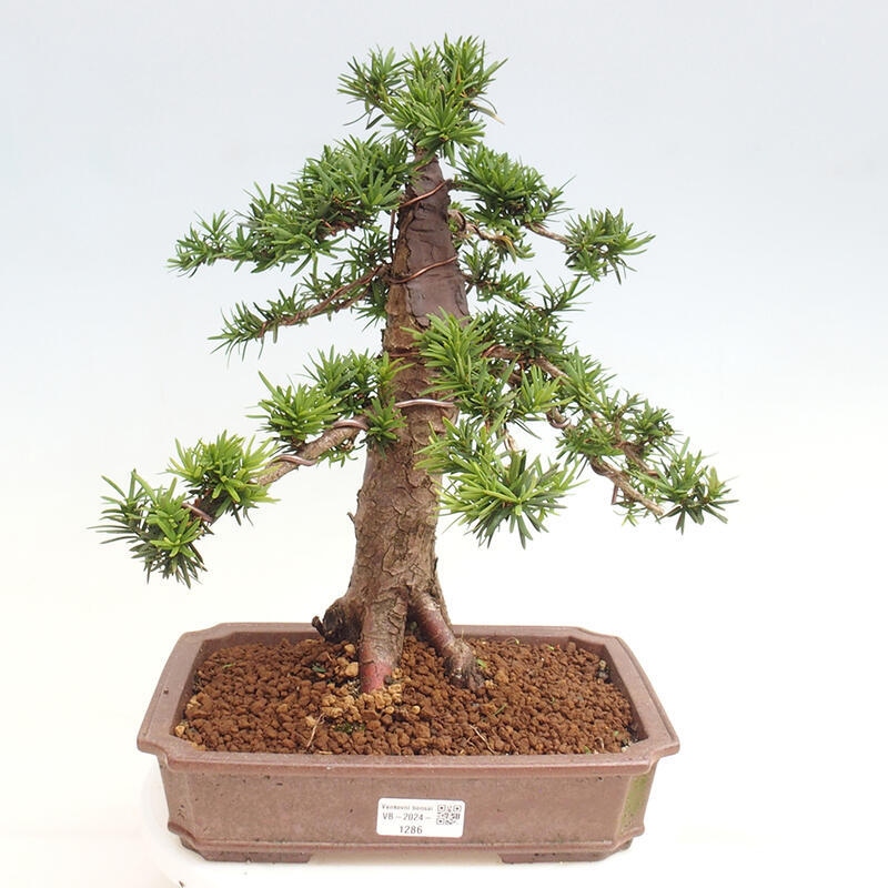 Bonsai na zewnątrz - Taxus cuspidata - cis japoński