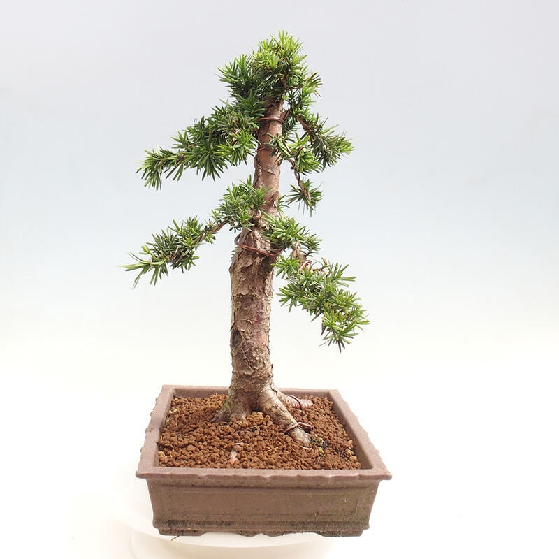 Bonsai na zewnątrz - Taxus cuspidata - cis japoński