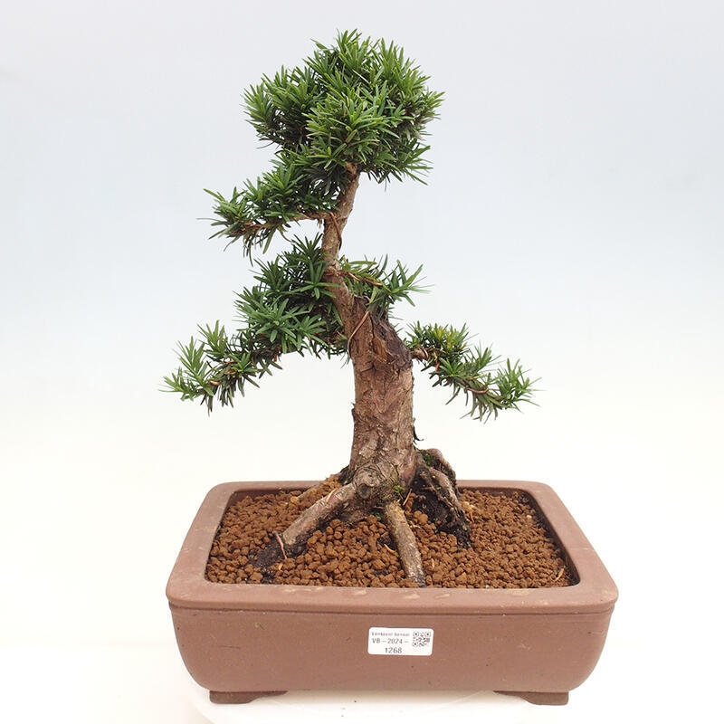 Bonsai na zewnątrz - Taxus cuspidata - cis japoński