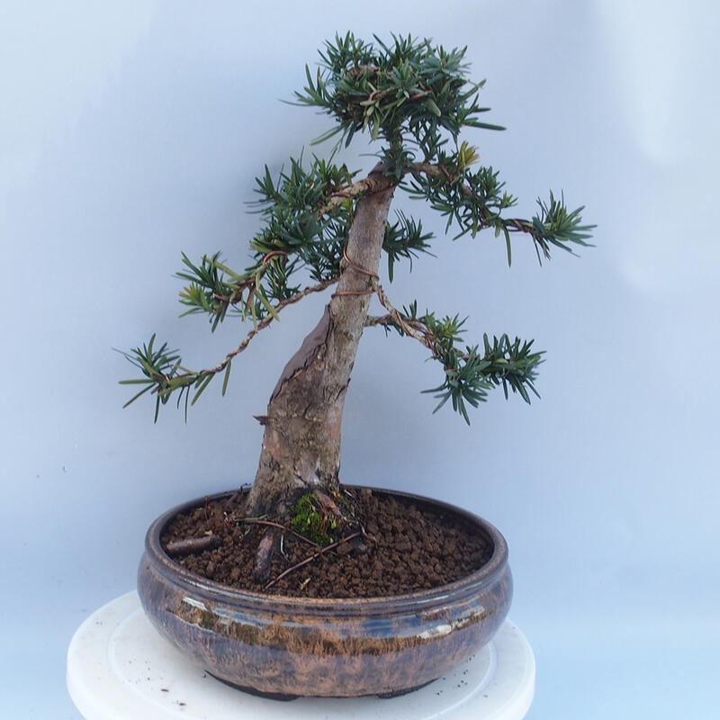 Bonsai na zewnątrz - Taxus cuspidata - cis japoński