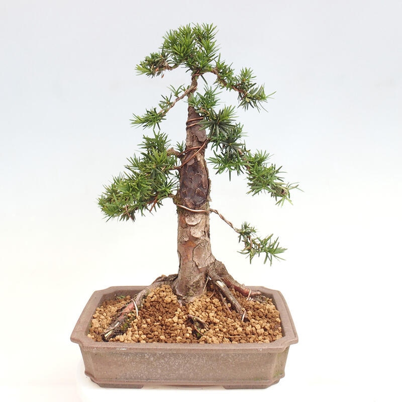 Bonsai na zewnątrz - Taxus cuspidata - cis japoński