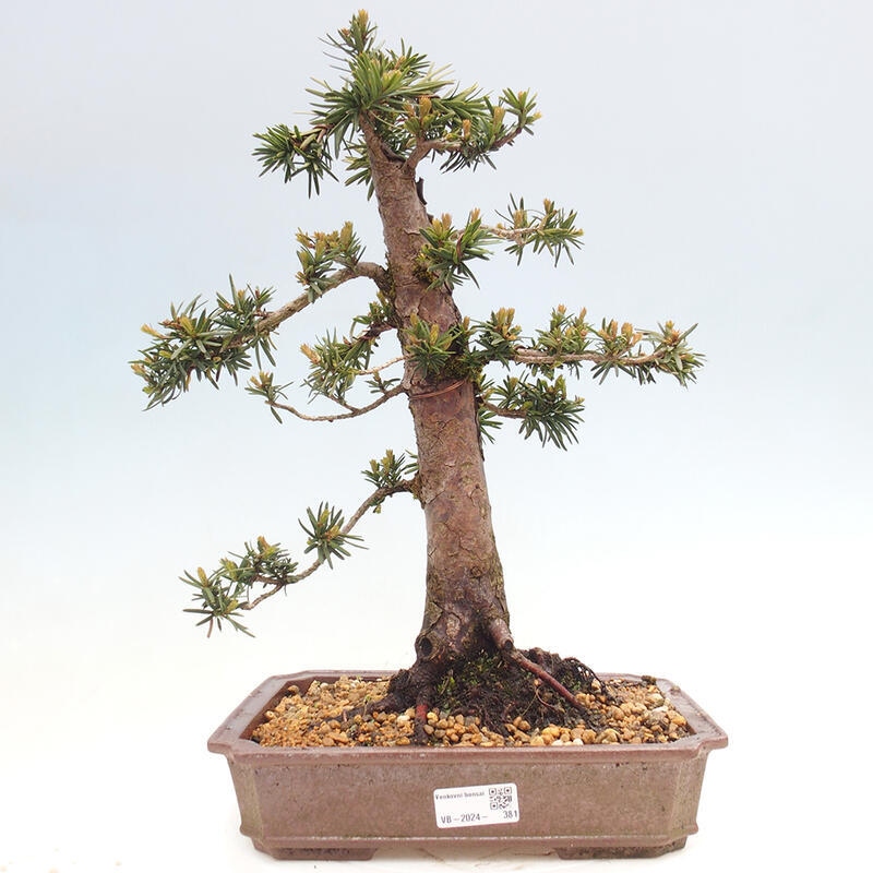 Bonsai na zewnątrz - Taxus cuspidata - cis japoński