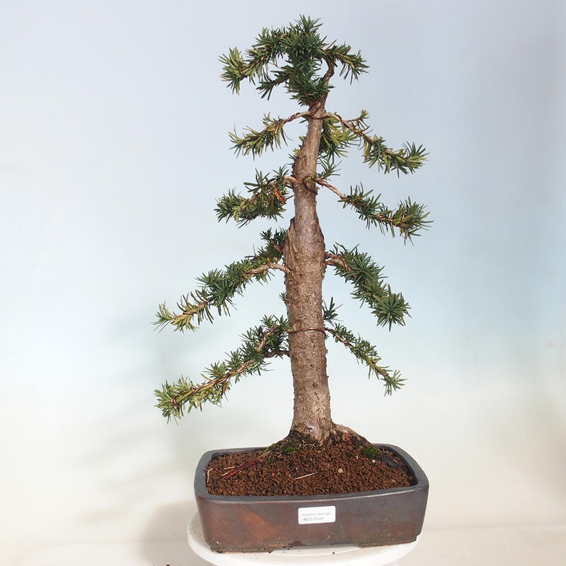 Bonsai na zewnątrz - Taxus cuspidata - cis japoński