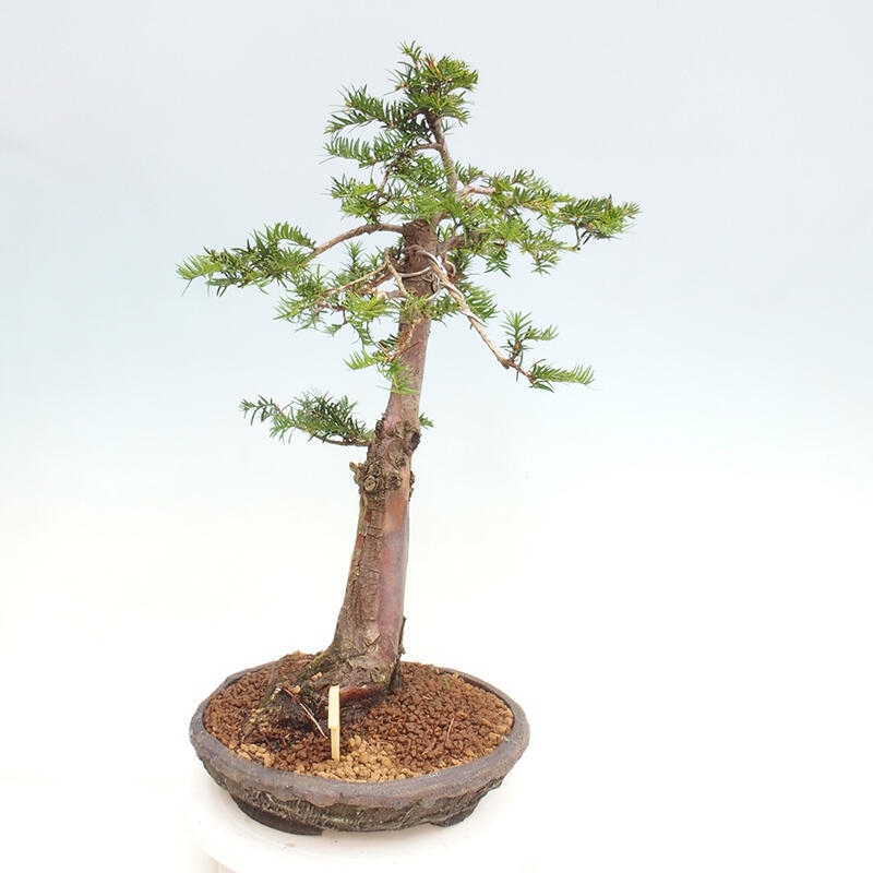 Bonsai na zewnątrz - Taxus cuspidata - cis japoński