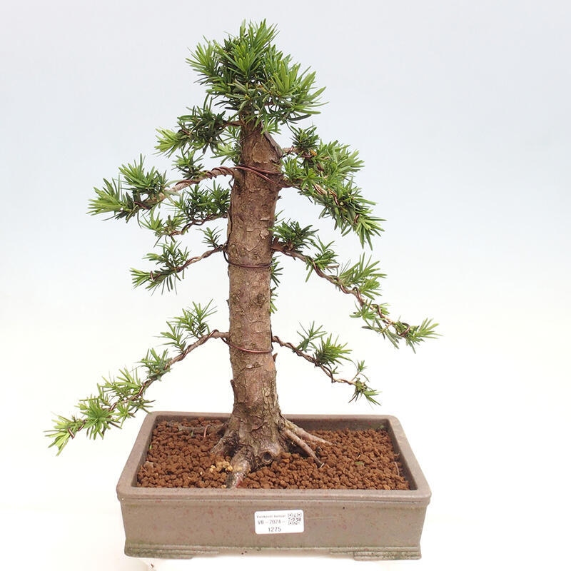 Bonsai na zewnątrz - Taxus cuspidata - cis japoński