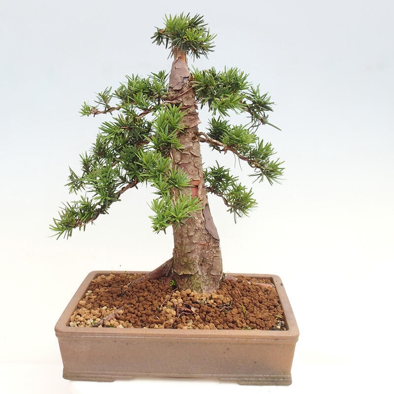 Bonsai na zewnątrz - Taxus cuspidata - cis japoński