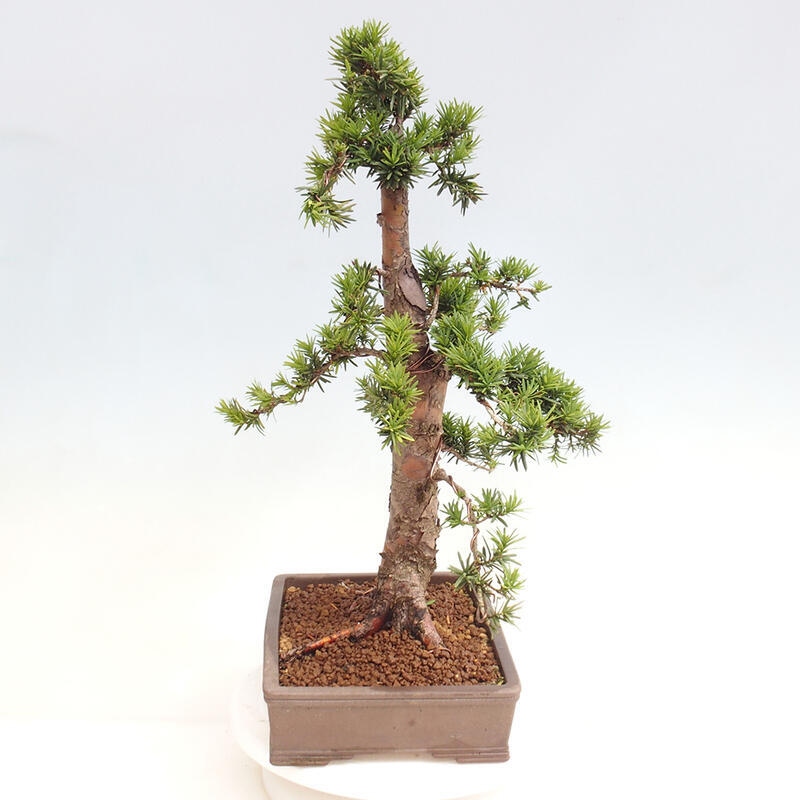 Bonsai na zewnątrz - Taxus cuspidata - cis japoński