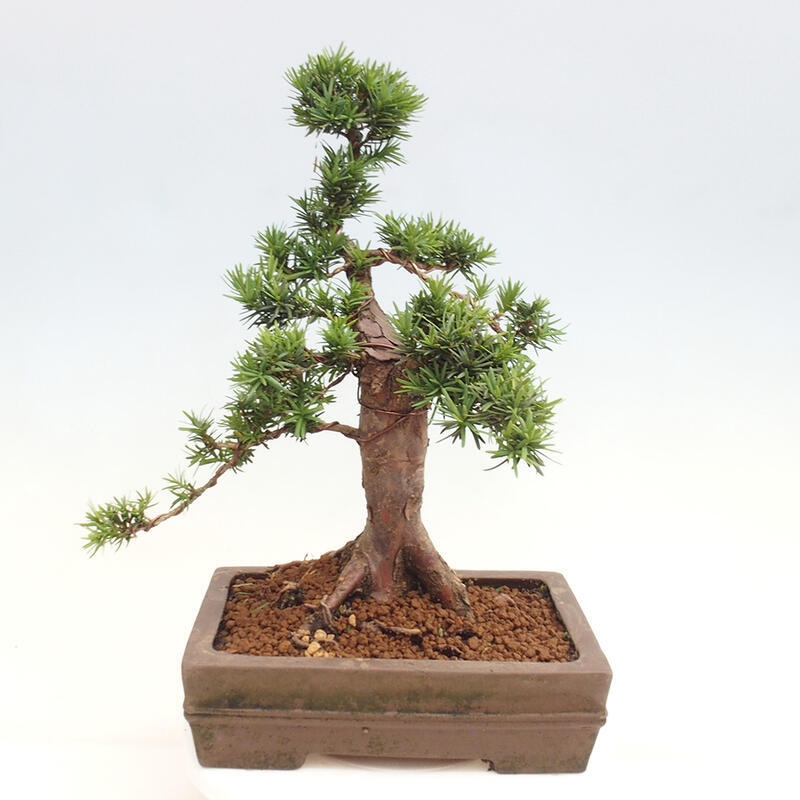 Bonsai na zewnątrz - Taxus cuspidata - cis japoński