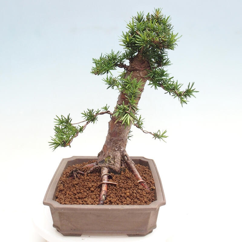 Bonsai na zewnątrz - Taxus cuspidata - cis japoński