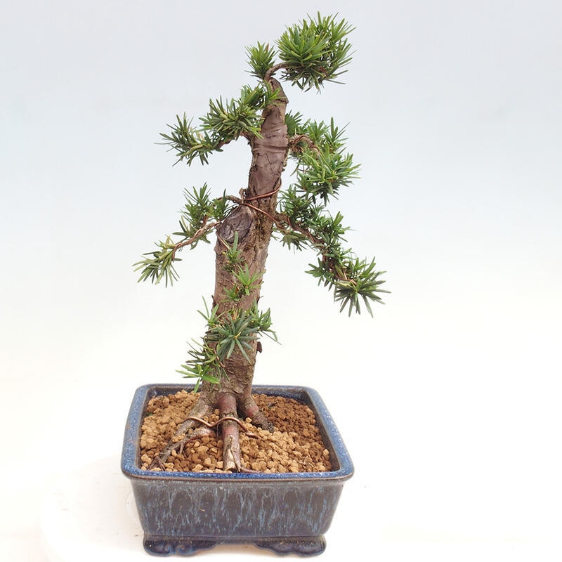 Bonsai na zewnątrz - Taxus cuspidata - cis japoński