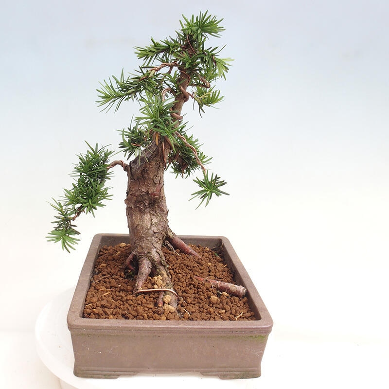 Bonsai na zewnątrz - Taxus cuspidata - cis japoński