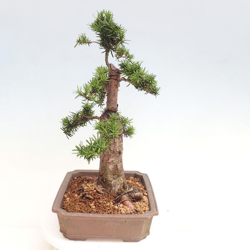 Bonsai na zewnątrz - Taxus cuspidata - cis japoński