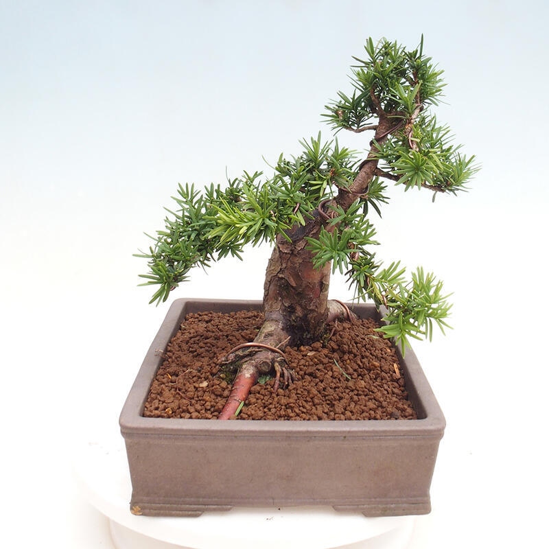 Bonsai na zewnątrz - Taxus cuspidata - cis japoński