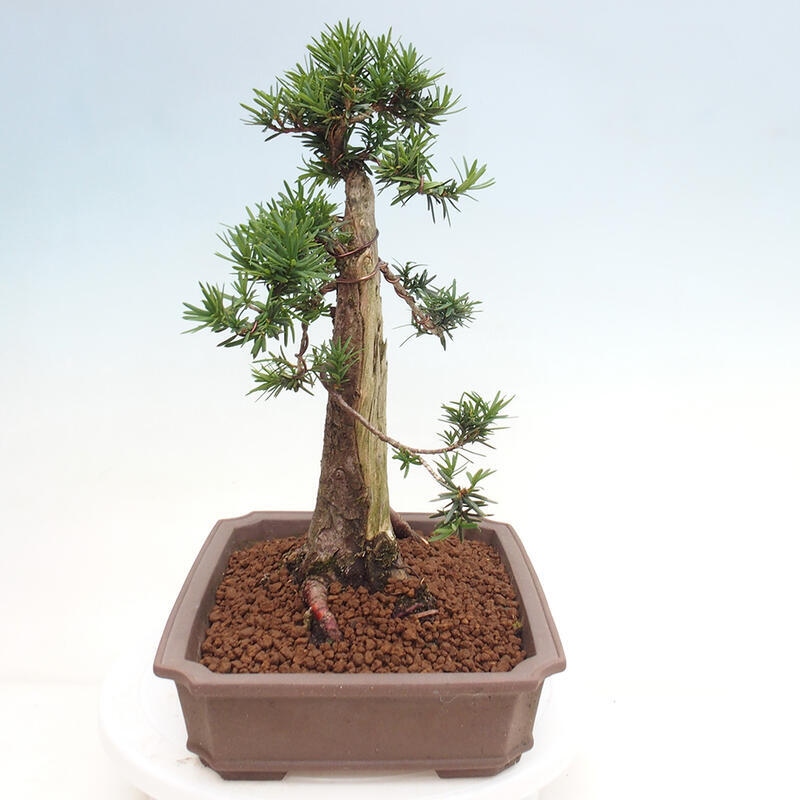 Bonsai na zewnątrz - Taxus cuspidata - cis japoński