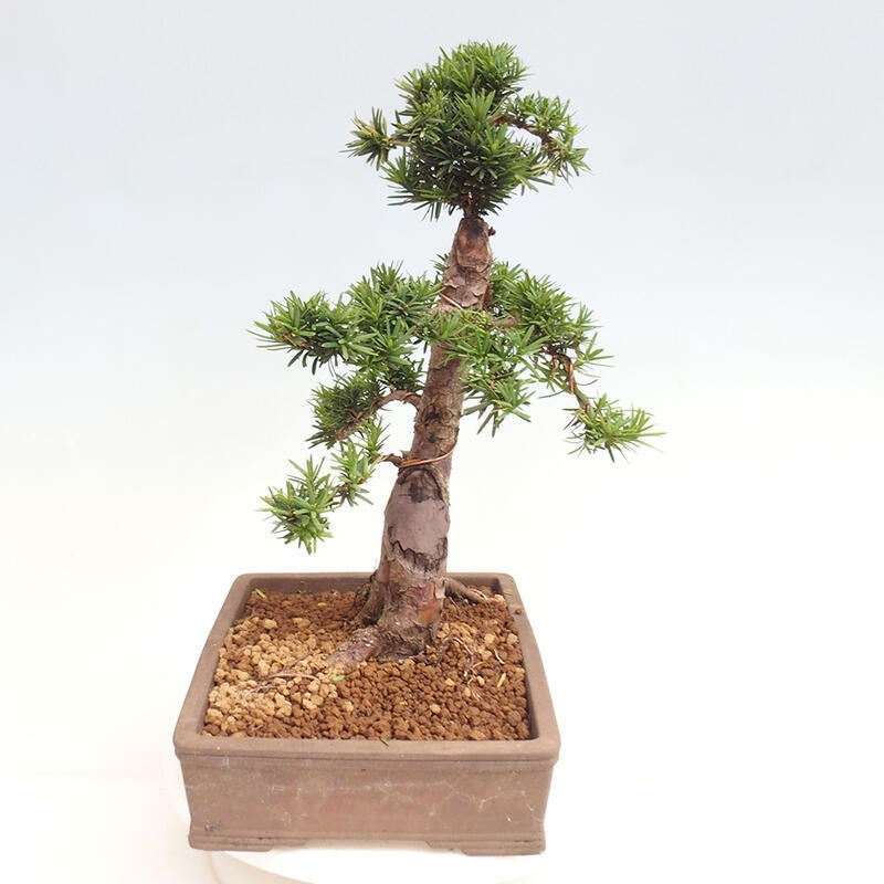 Bonsai na zewnątrz - Taxus cuspidata - cis japoński