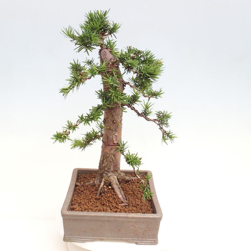 Bonsai na zewnątrz - Taxus cuspidata - cis japoński