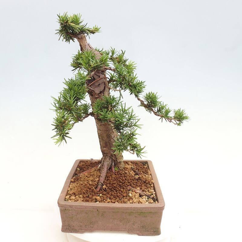 Bonsai na zewnątrz - Taxus cuspidata - cis japoński