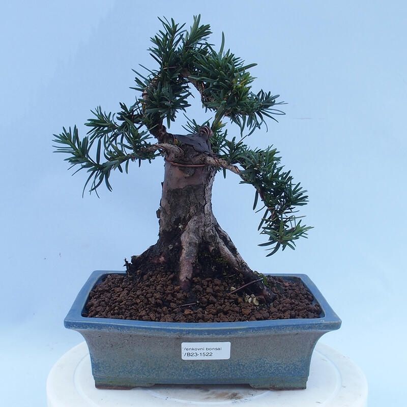 Bonsai na zewnątrz - Taxus cuspidata - cis japoński