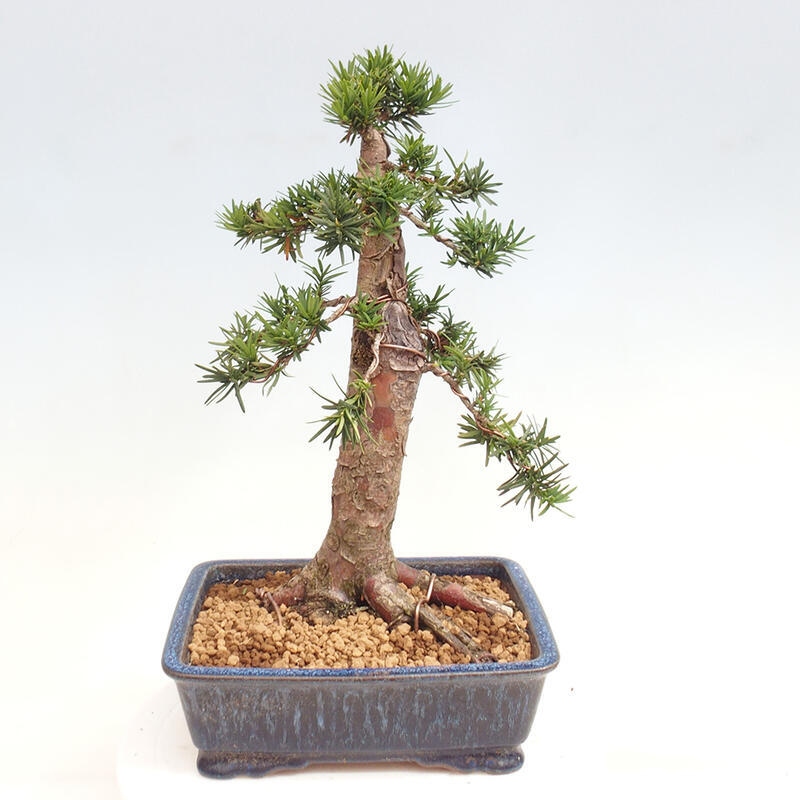 Bonsai na zewnątrz - Taxus cuspidata - cis japoński