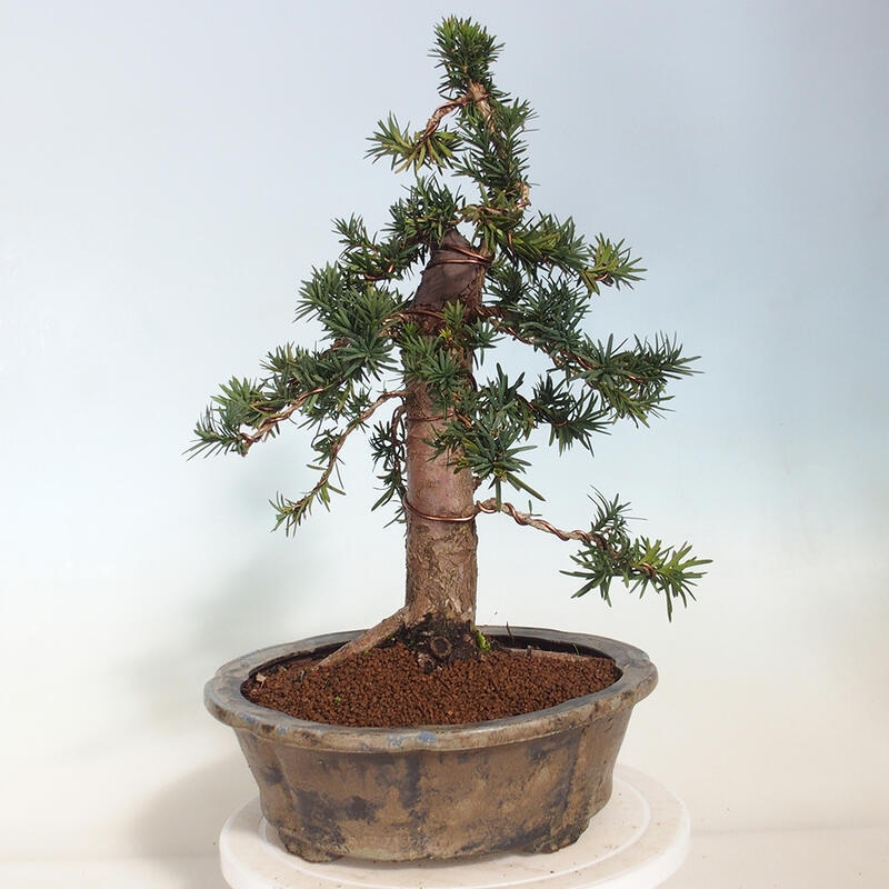 Bonsai na zewnątrz - Taxus cuspidata - cis japoński